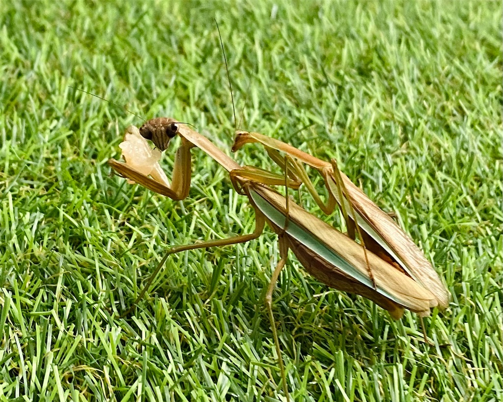 f:id:Gottesanbeterin:20210926210707j:image