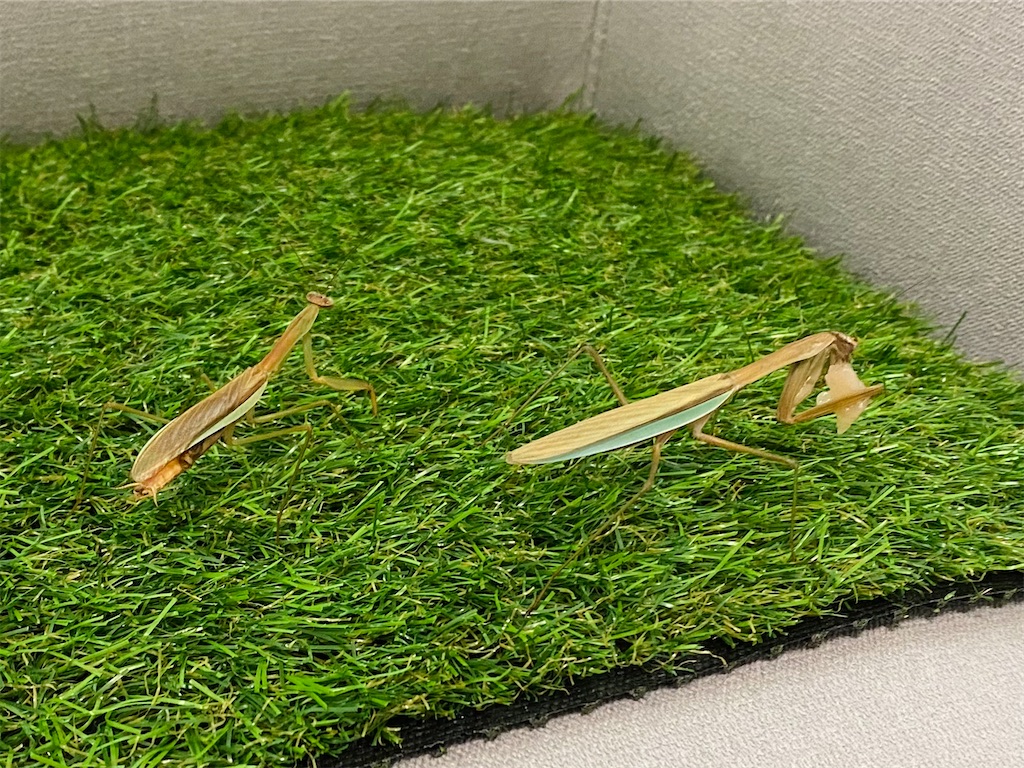 f:id:Gottesanbeterin:20210926210710j:image