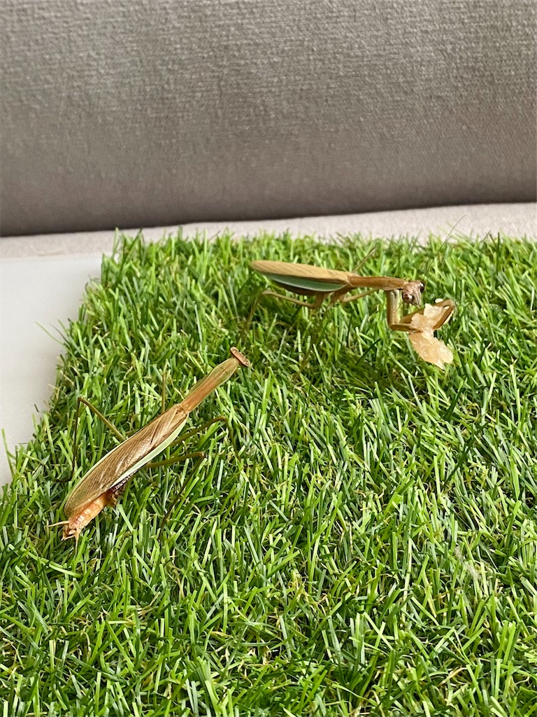 f:id:Gottesanbeterin:20210926210713j:image