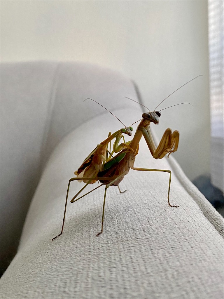 f:id:Gottesanbeterin:20210926210716j:image