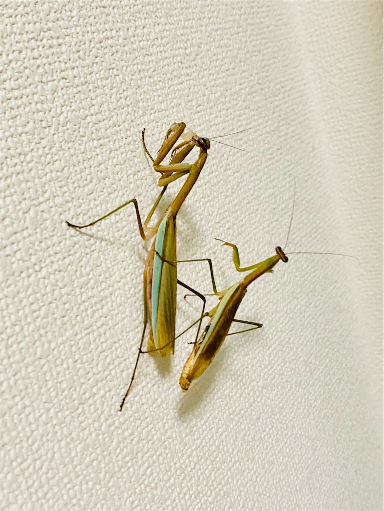 f:id:Gottesanbeterin:20210926210718j:image