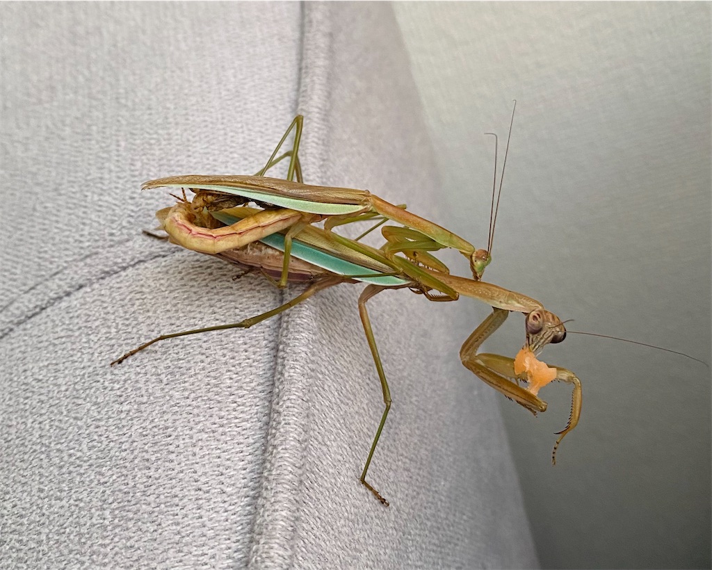 f:id:Gottesanbeterin:20210926210721j:image