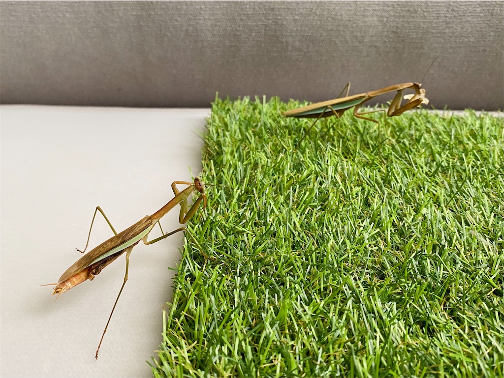 f:id:Gottesanbeterin:20210926210723j:image