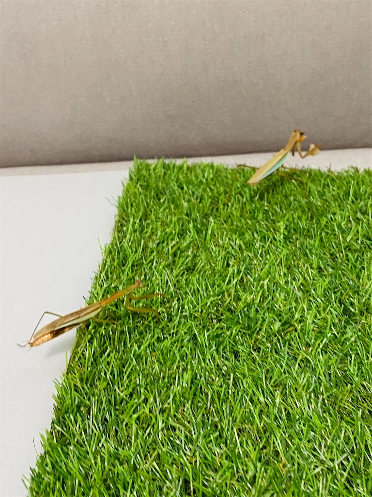 f:id:Gottesanbeterin:20210926210726j:image