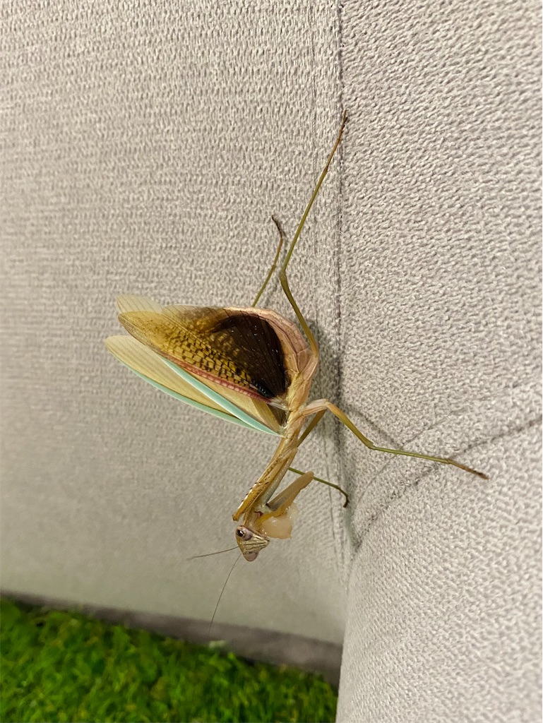 f:id:Gottesanbeterin:20210926210729j:image