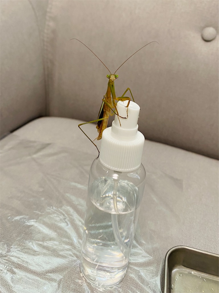 f:id:Gottesanbeterin:20210926210732j:image