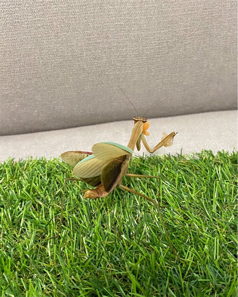 f:id:Gottesanbeterin:20210926210734j:image