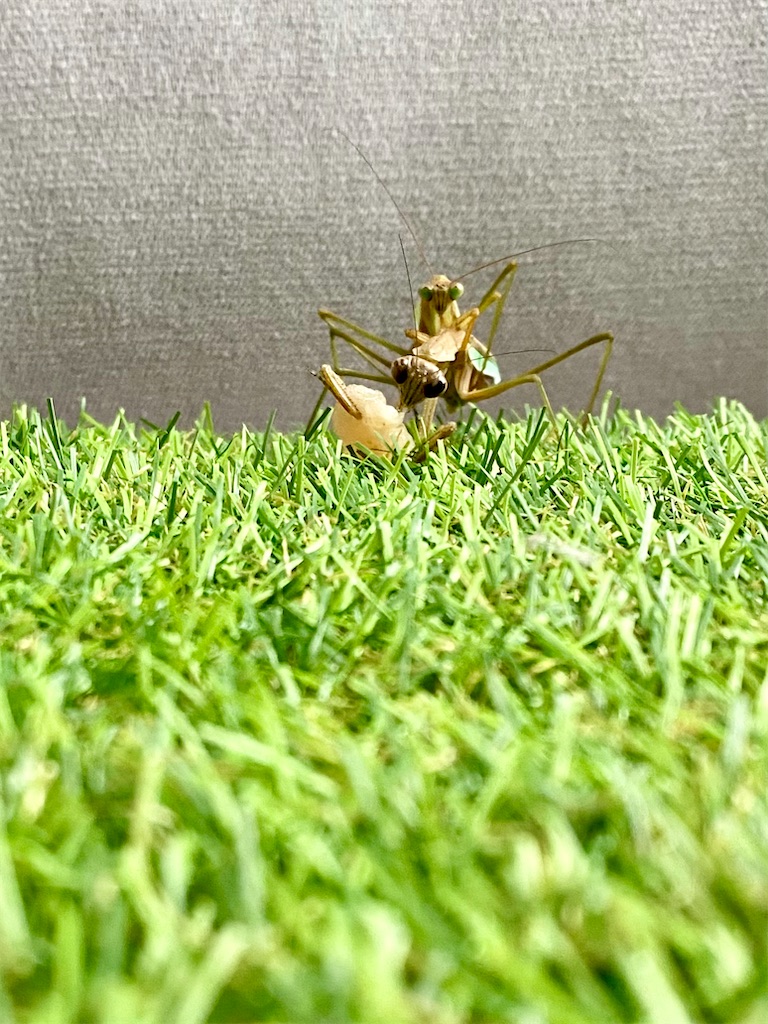 f:id:Gottesanbeterin:20210926210737j:image