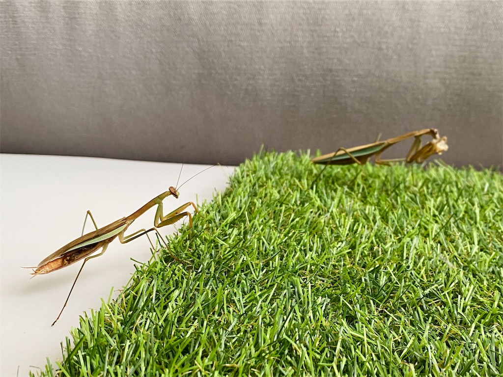 f:id:Gottesanbeterin:20210926210739j:image