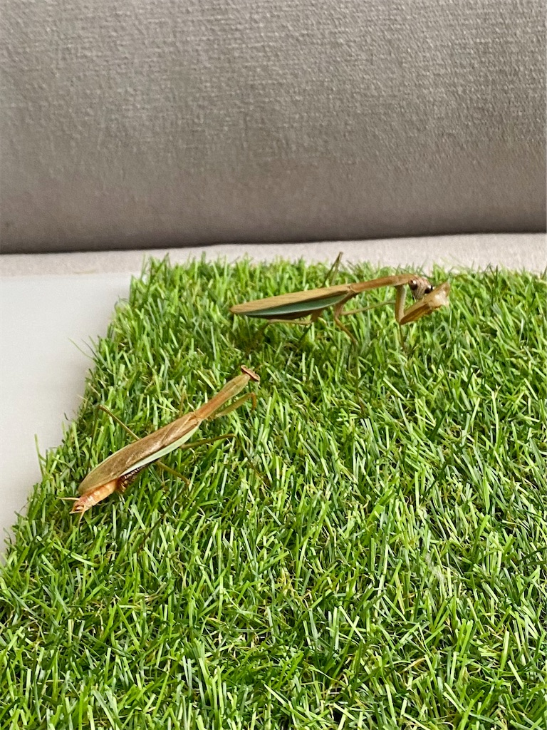 f:id:Gottesanbeterin:20210926210744j:image