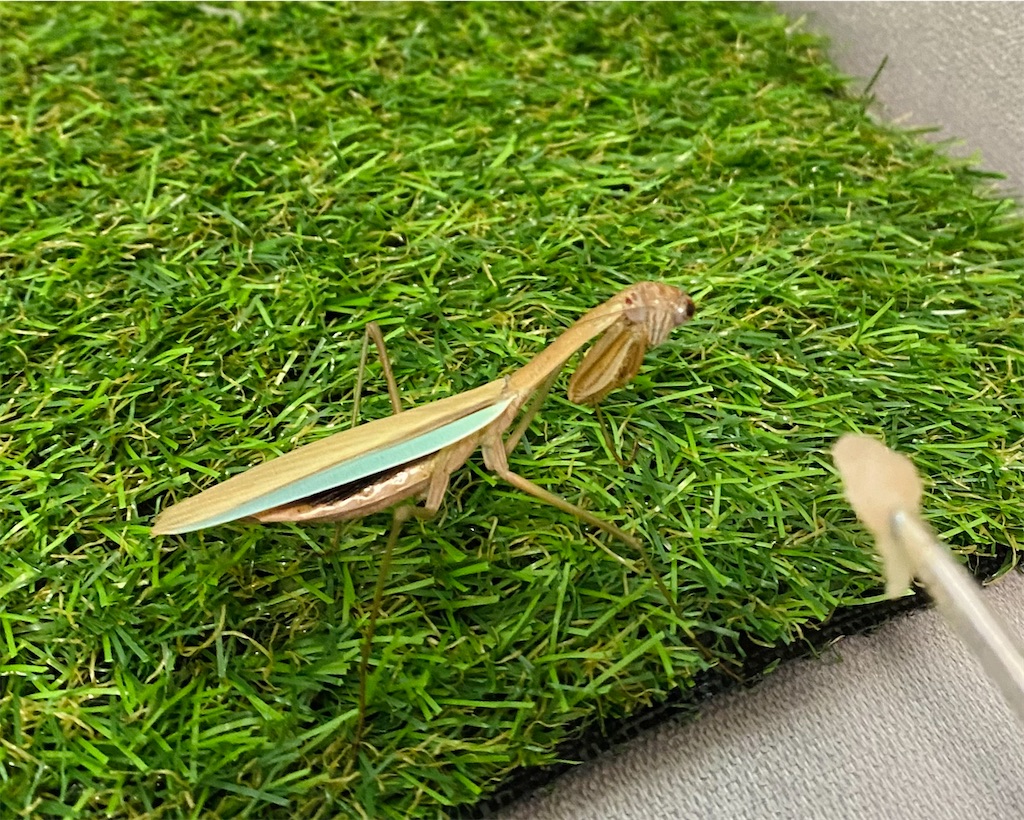 f:id:Gottesanbeterin:20210926210746j:image