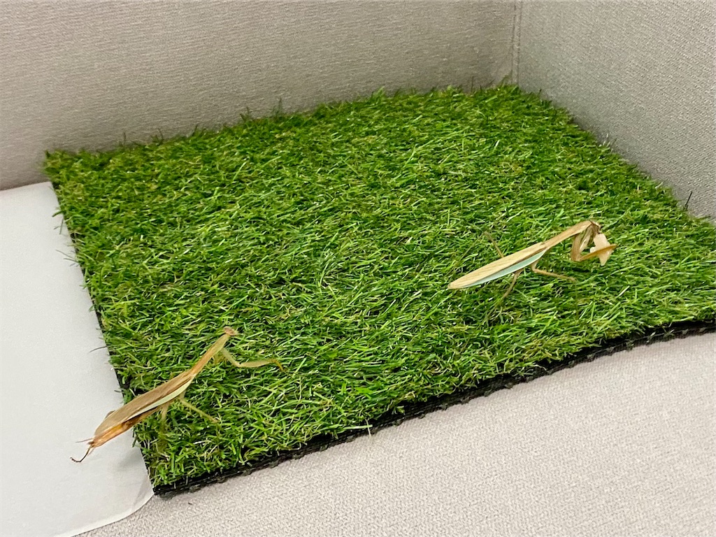 f:id:Gottesanbeterin:20210926212659j:image