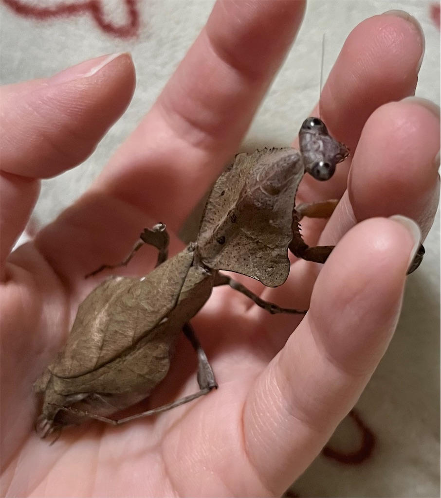 f:id:Gottesanbeterin:20240626200827j:image