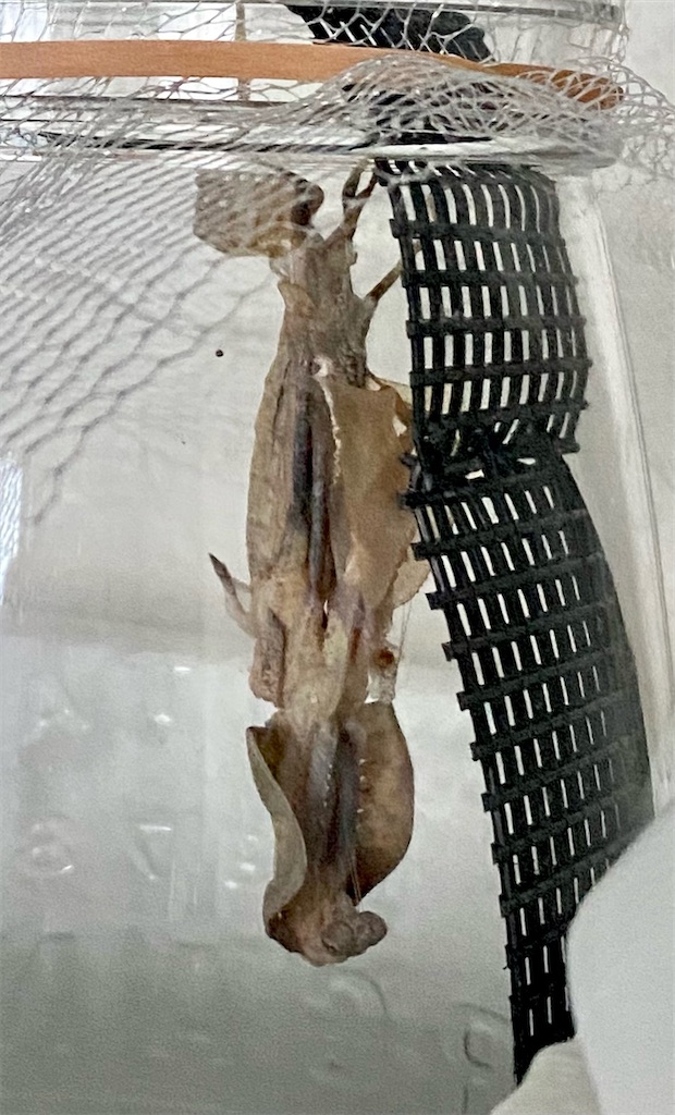 f:id:Gottesanbeterin:20241012213703j:image