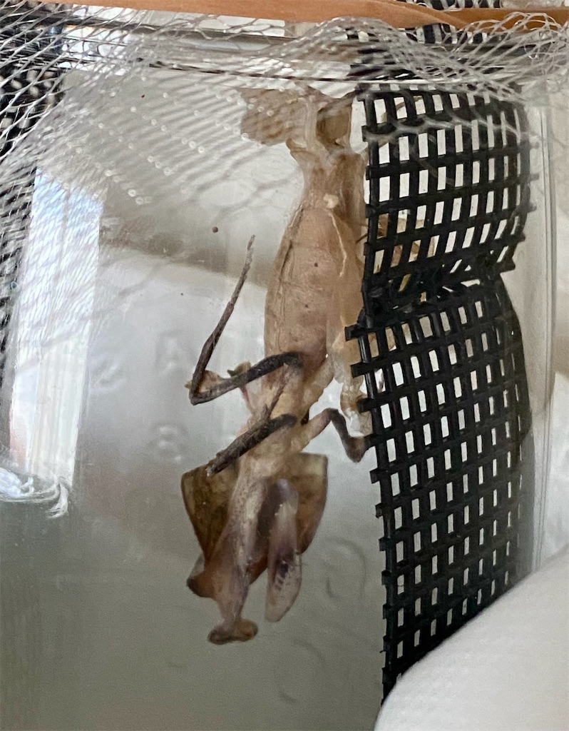 f:id:Gottesanbeterin:20241012213717j:image