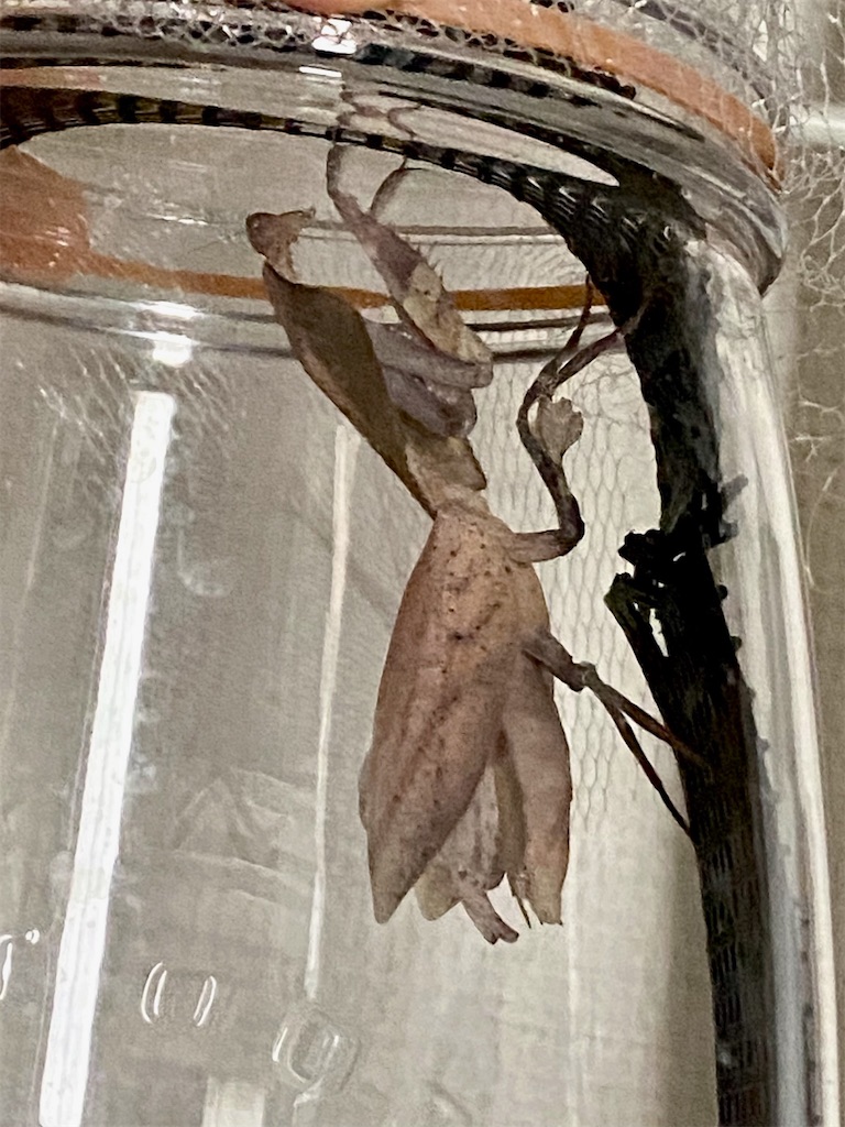 f:id:Gottesanbeterin:20241012213734j:image