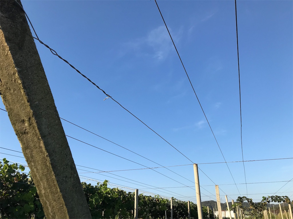 f:id:GrapeTopia:20190930232750j:image f:id:GrapeTopia:20190930232750j:image