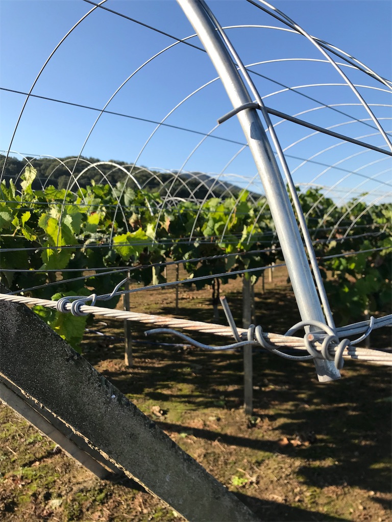 f:id:GrapeTopia:20191001182558j:image f:id:GrapeTopia:20191001182558j:image