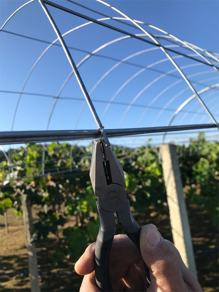 f:id:GrapeTopia:20191001185352j:image f:id:GrapeTopia:20191001185352j:image