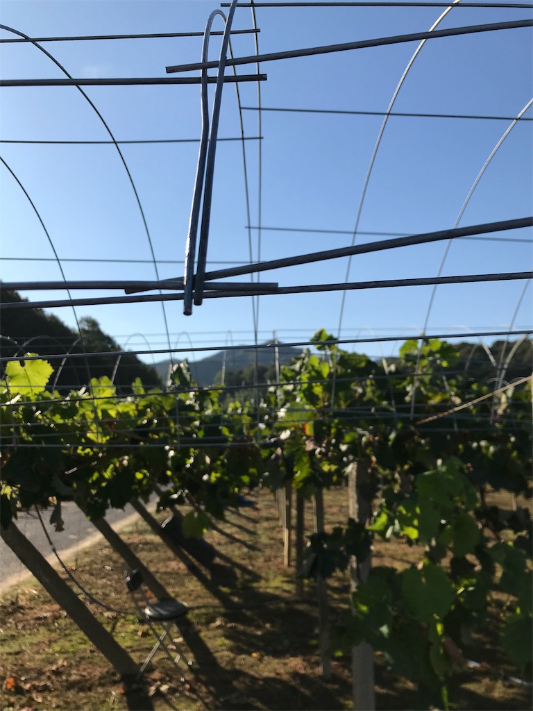 f:id:GrapeTopia:20191001201230j:image f:id:GrapeTopia:20191001201230j:image