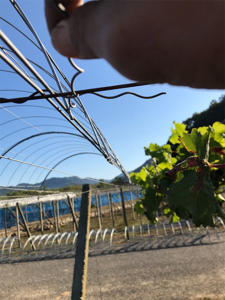 f:id:GrapeTopia:20191001211040j:image f:id:GrapeTopia:20191001211040j:image