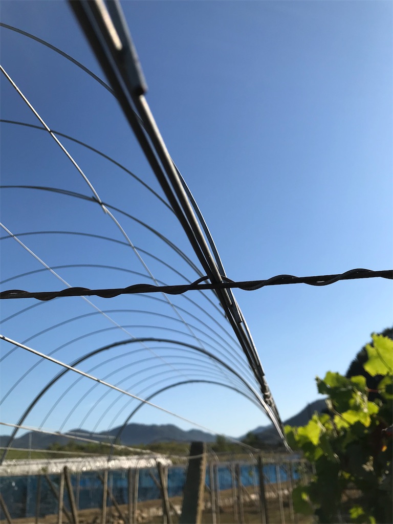 f:id:GrapeTopia:20191001211100j:image f:id:GrapeTopia:20191001211100j:image