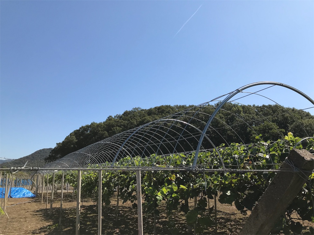 f:id:GrapeTopia:20191001212210j:image f:id:GrapeTopia:20191001212210j:image