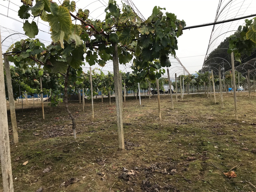 f:id:GrapeTopia:20201003210245j:image f:id:GrapeTopia:20201003210245j:image
