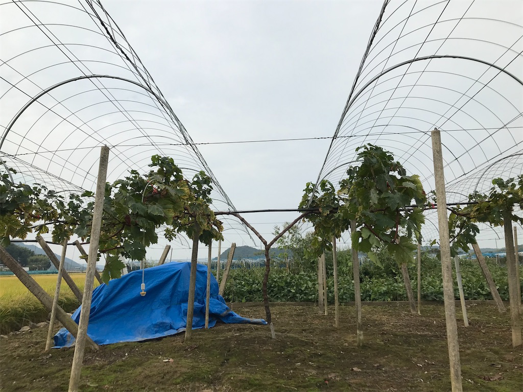 f:id:GrapeTopia:20201003210445j:image f:id:GrapeTopia:20201003210445j:image