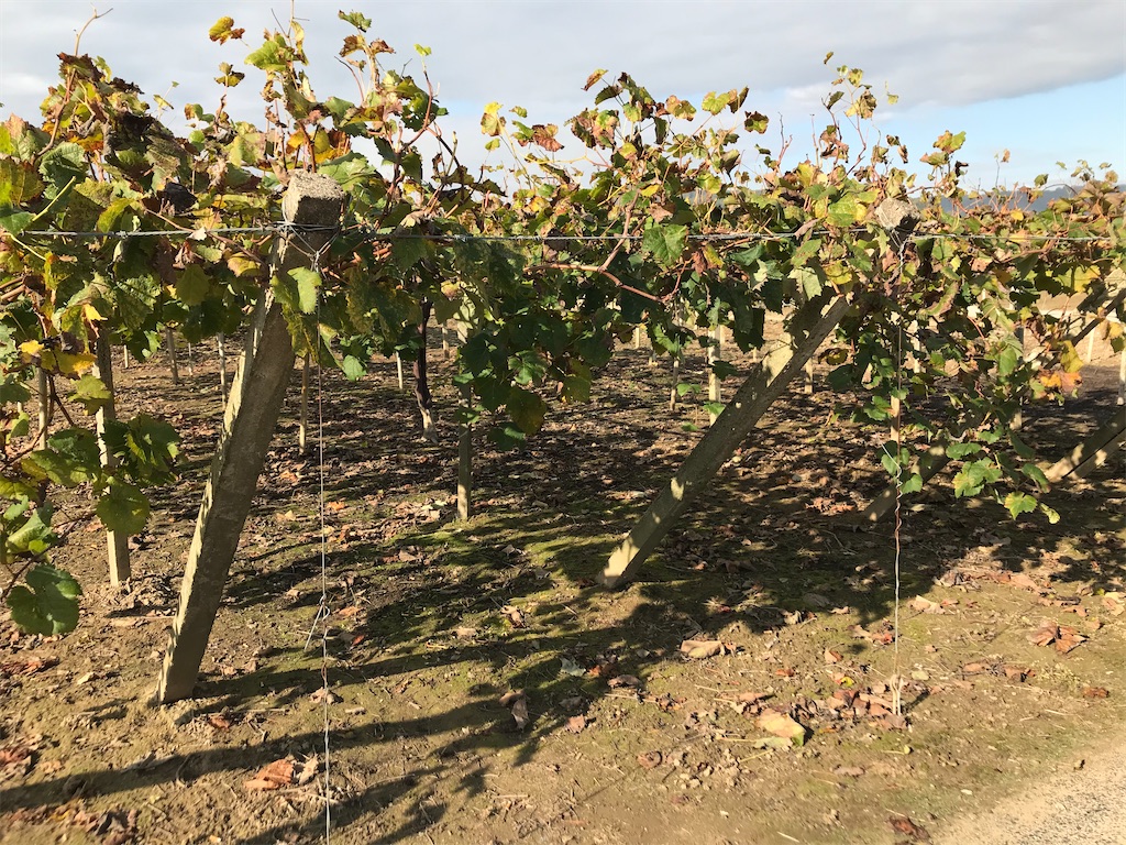 f:id:GrapeTopia:20201112100138j:image f:id:GrapeTopia:20201112100138j:image