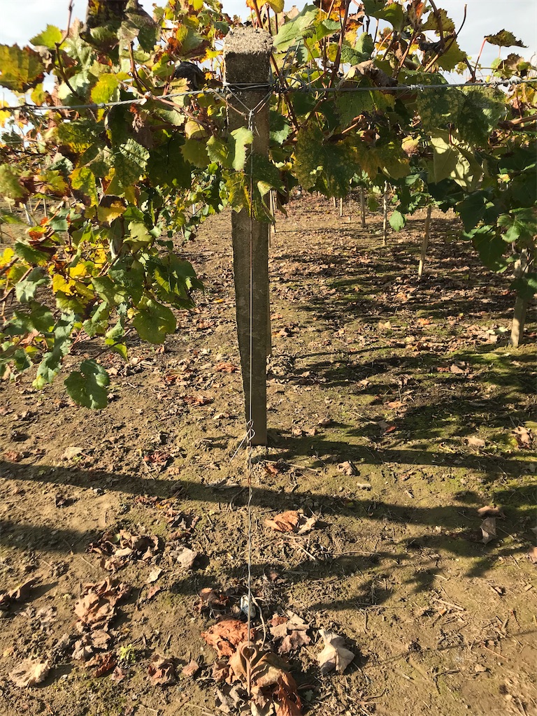 f:id:GrapeTopia:20201112123242j:image f:id:GrapeTopia:20201112123242j:image