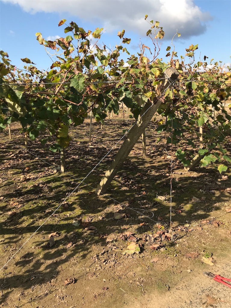 f:id:GrapeTopia:20201112170021j:image f:id:GrapeTopia:20201112170021j:image