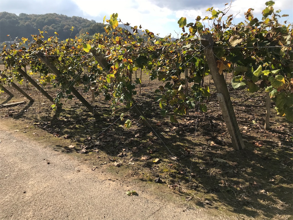 f:id:GrapeTopia:20201112170049j:image f:id:GrapeTopia:20201112170049j:image