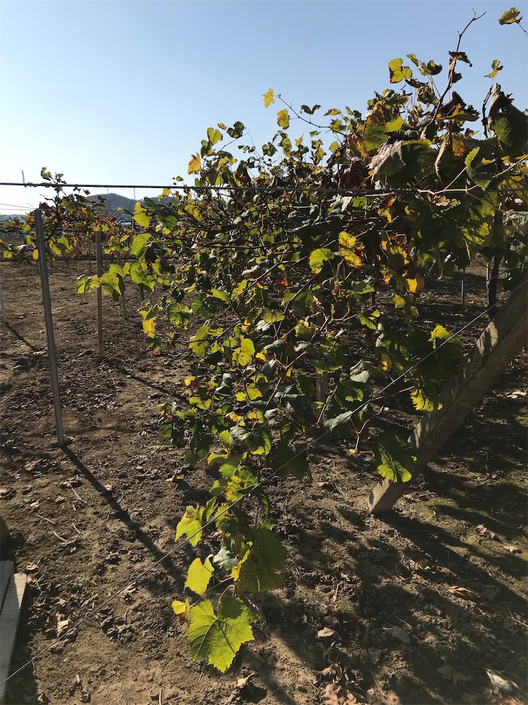 f:id:GrapeTopia:20201113081237j:image f:id:GrapeTopia:20201113081237j:image
