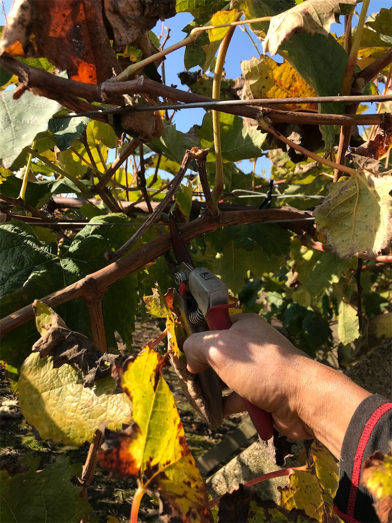 f:id:GrapeTopia:20201113082323j:image f:id:GrapeTopia:20201113082323j:image