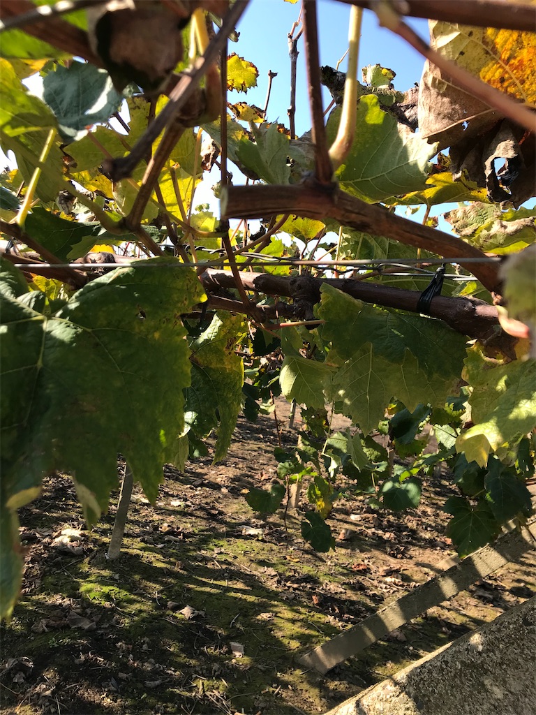 f:id:GrapeTopia:20201113082429j:image f:id:GrapeTopia:20201113082429j:image