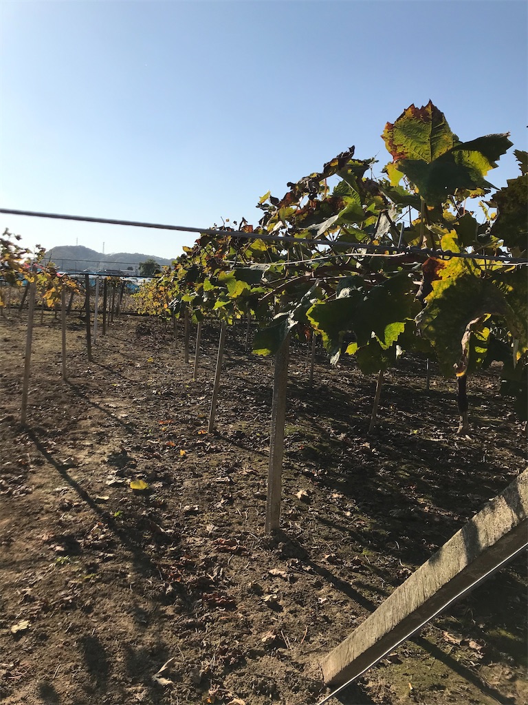 f:id:GrapeTopia:20201113082728j:image f:id:GrapeTopia:20201113082728j:image
