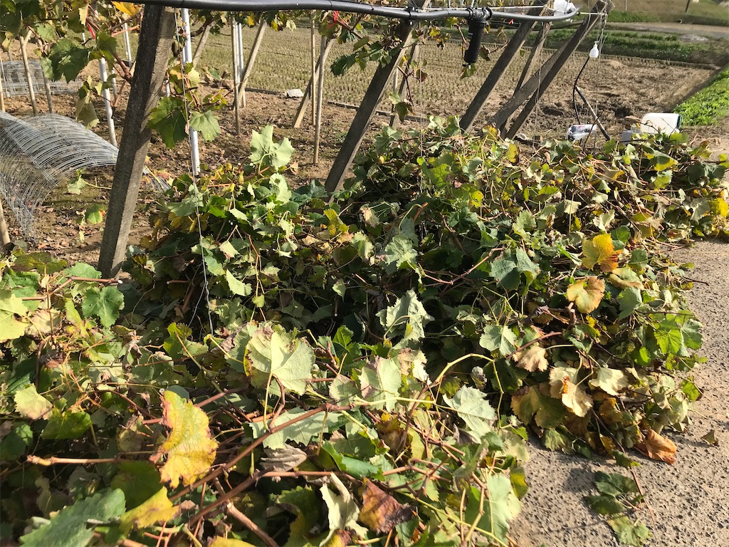 f:id:GrapeTopia:20201113133242j:image f:id:GrapeTopia:20201113133242j:image