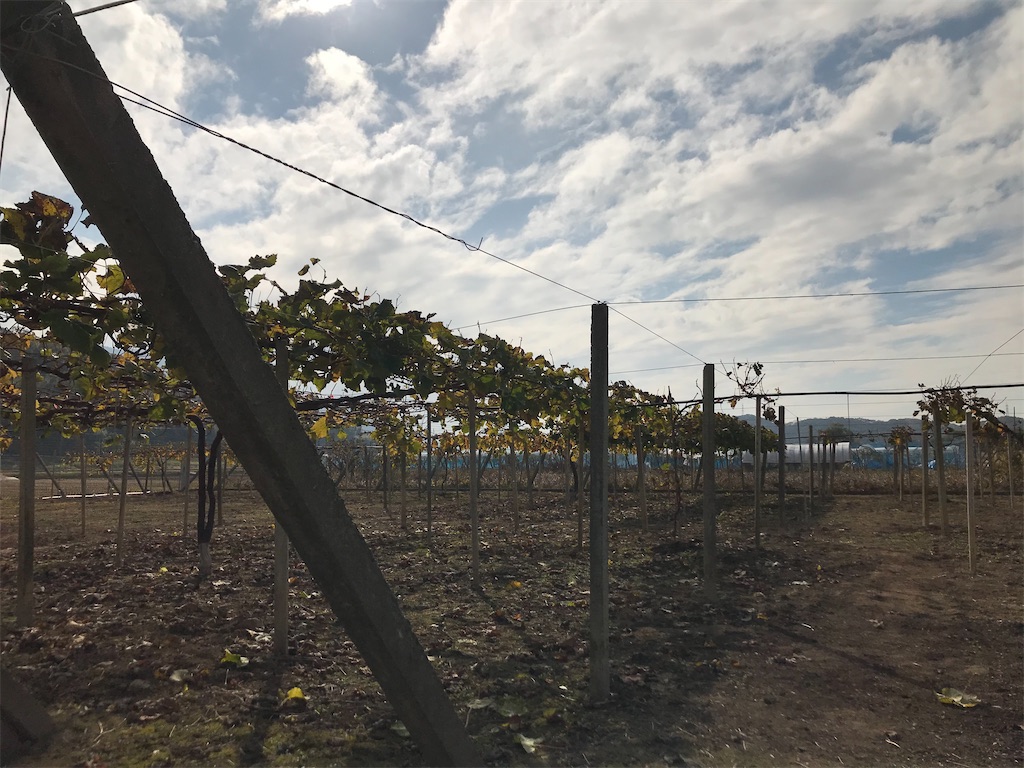 f:id:GrapeTopia:20201113133728j:image f:id:GrapeTopia:20201113133728j:image