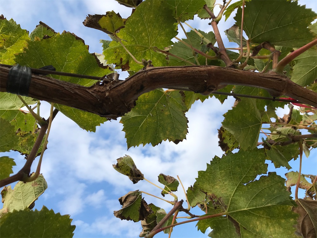 f:id:GrapeTopia:20201113141658j:image f:id:GrapeTopia:20201113141658j:image