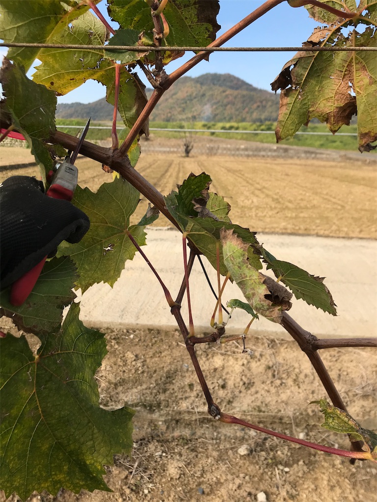 f:id:GrapeTopia:20201113141728j:image f:id:GrapeTopia:20201113141728j:image