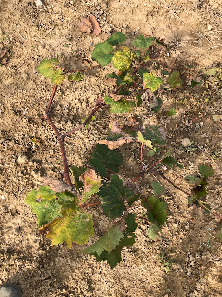 f:id:GrapeTopia:20201113142225j:image f:id:GrapeTopia:20201113142225j:image