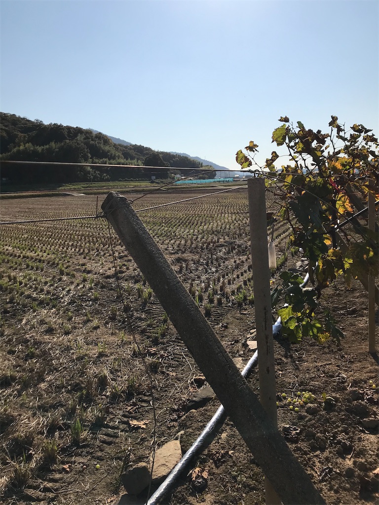 f:id:GrapeTopia:20201114175219j:image