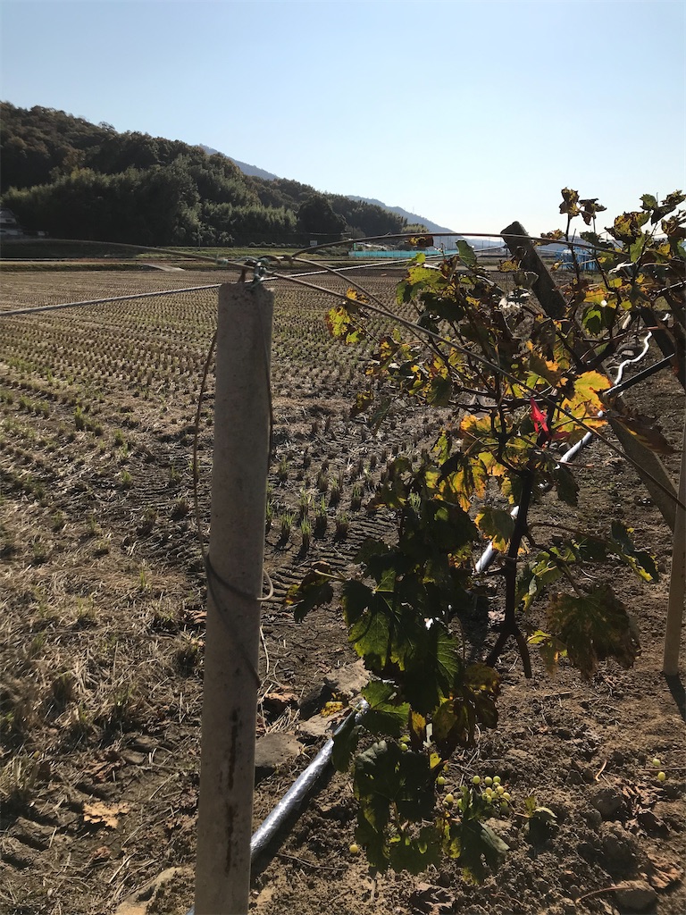 f:id:GrapeTopia:20201114175348j:image