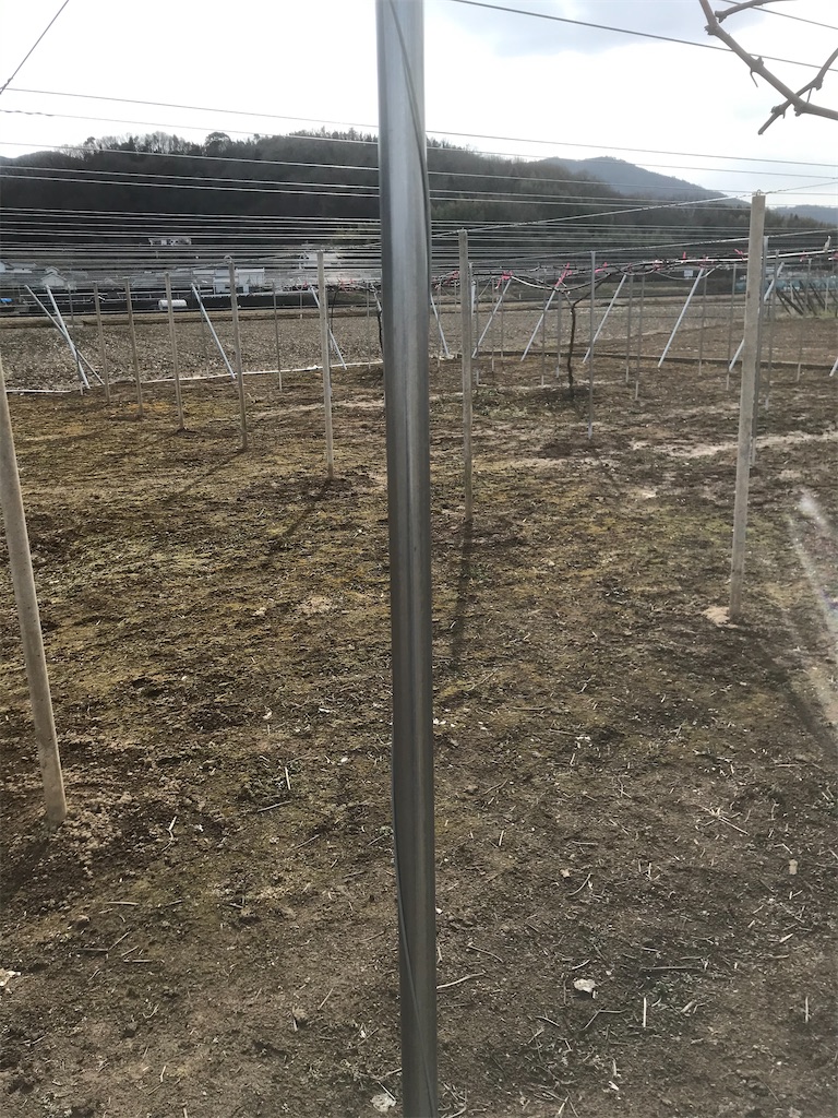 f:id:GrapeTopia:20210216220826j:image f:id:GrapeTopia:20210216220826j:image