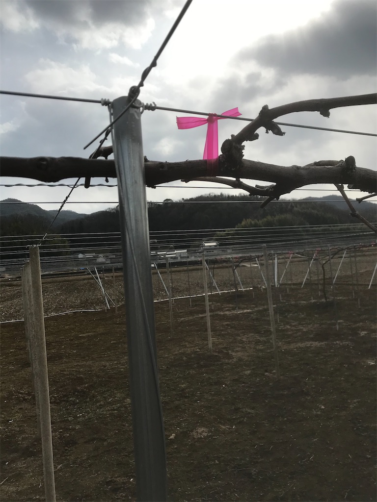 f:id:GrapeTopia:20210216220904j:image f:id:GrapeTopia:20210216220904j:image
