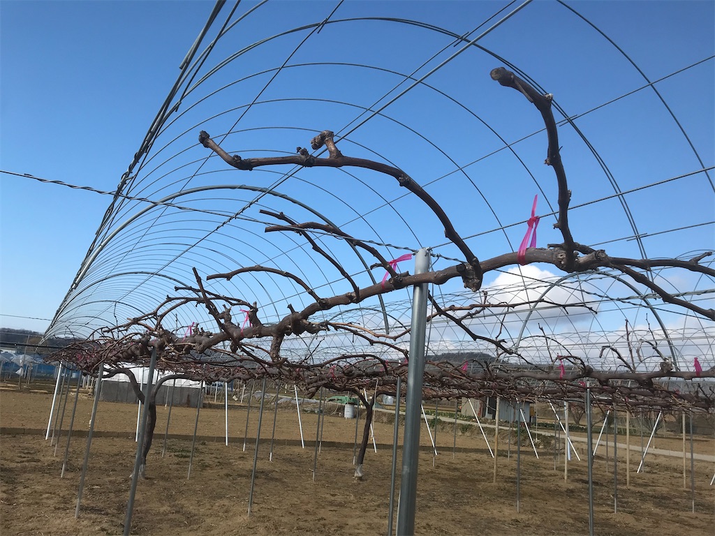 f:id:GrapeTopia:20210216221945j:image f:id:GrapeTopia:20210216221945j:image