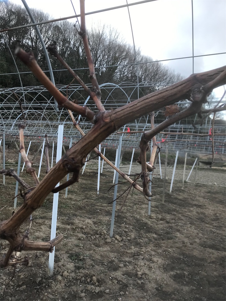 f:id:GrapeTopia:20210220075324j:image f:id:GrapeTopia:20210220075324j:image