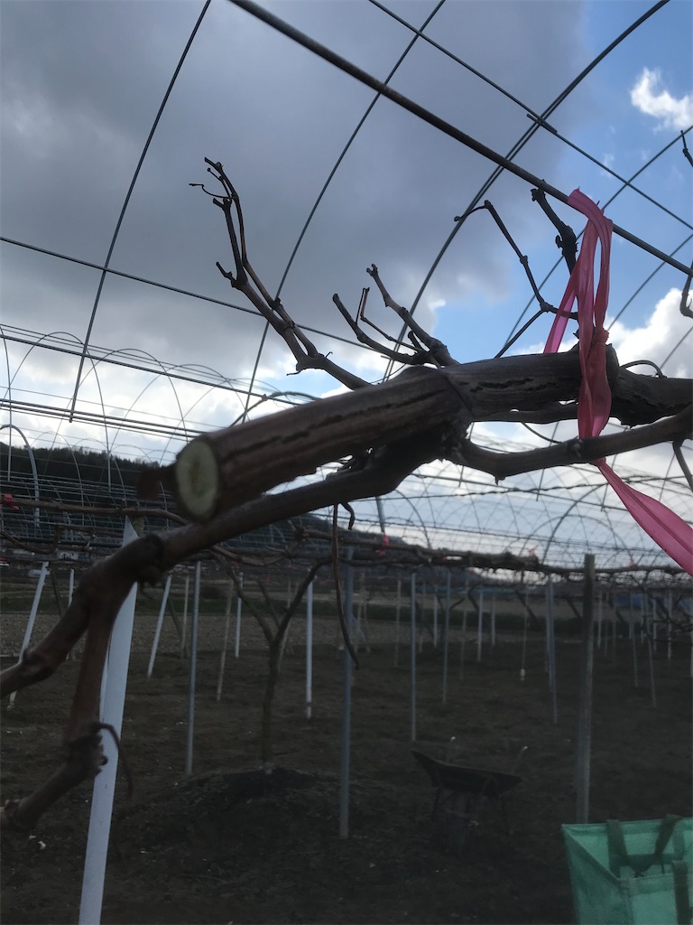 f:id:GrapeTopia:20210220075942j:image f:id:GrapeTopia:20210220075942j:image