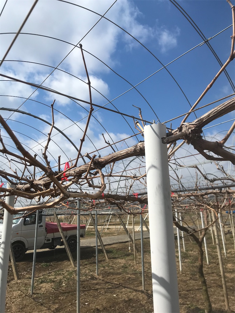 f:id:GrapeTopia:20210221122156j:image f:id:GrapeTopia:20210221122156j:image